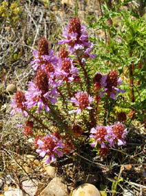 Coris monspeliensis ssp fontqueri